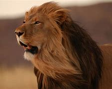 Image result for Lion HD Wallpaper in PC Desk