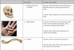 Image result for Bone Identification Separate