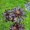 Image result for Black Rose Succulent