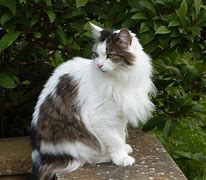 Image result for Hyperthyroid Cat Feed