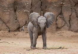 Image result for Baby Elephant Facts