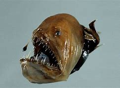 Image result for Humpback AnglerFish