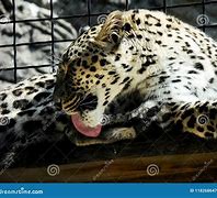 Image result for Leopard Lying Wooden Surface Zoo