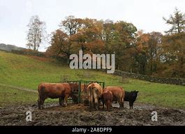 Image result for Feeding Cows Hay