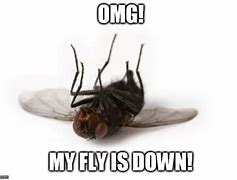 Image result for Fly Meme