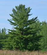 Image result for Full-Grown White Pines