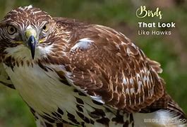 Image result for Hawk with Bird On Back