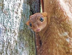 Image result for colugos baby