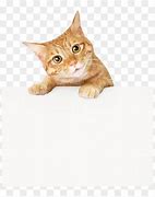 Image result for Kitty Frame