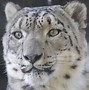 Image result for Snow Leopard Range Map