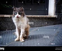 Image result for Scrachy Cat