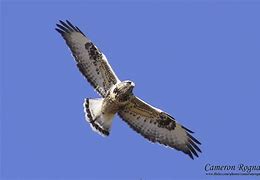 Image result for Buteo Platypterus