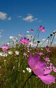 Image result for Cosmos Flower Logo