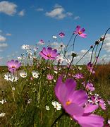 Image result for Cosmos Flower Logo