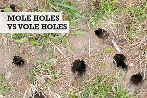 Image result for Mole Vole