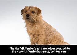 Image result for Popular Small Terrier Breeds