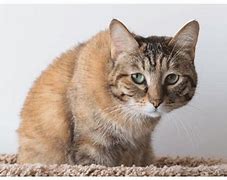 Image result for Cat in Pain Signs