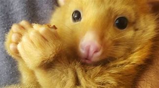 Image result for Real Life Pikachu