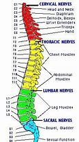 Image result for Spine Numbers Chart