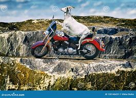 Image result for Goat On Motorcycle