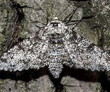 Image result for Peppered Moth Eggs