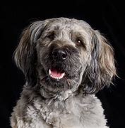 Image result for Tibetan Terrier Dog Breed