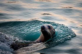 Image result for Wildlife Photography