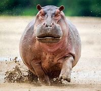 Image result for Hippo On Land