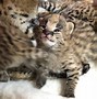 Image result for Serval Cat Indoor