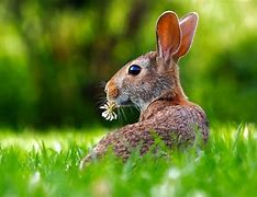 Image result for Young Hare Copy