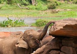 Image result for Baby Elephant Tusks