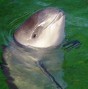 Image result for Largest Porpoise