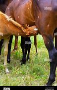 Image result for Horse Nursing