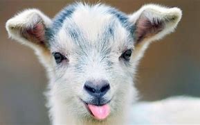 Image result for Goat Babies