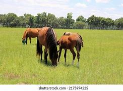 Image result for Horse Nursing