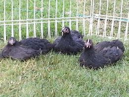 Image result for Blue Australorp Pullets 10 Weeks