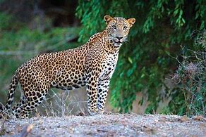 Image result for Yala Leopard