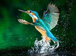 Image result for Kingfisher Wallpaper 4K