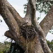 Image result for Harpy Eagle Nest