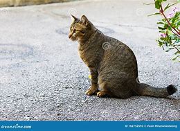 Image result for Cat Looking to Side