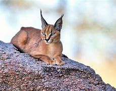 Image result for A Lynx Cat