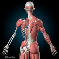 Image result for Image Showing Skeleton and Muscles