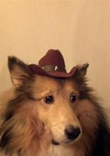 Image result for Dog Cowboy Hat