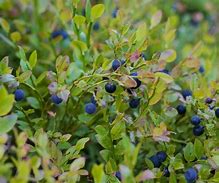 Image result for Chandler Blueberry