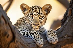 Image result for Leopard Sitting in Tree