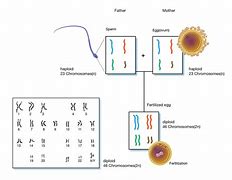 Image result for Diploid Diagram