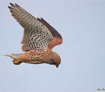 Image result for Female Kestrel Back