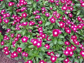 Image result for Evergreen Groundcovers Perennials