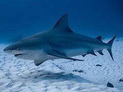 Image result for Bull Shark Photo