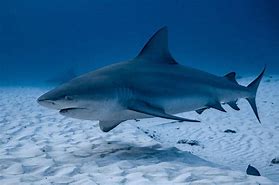 Image result for bull shark size